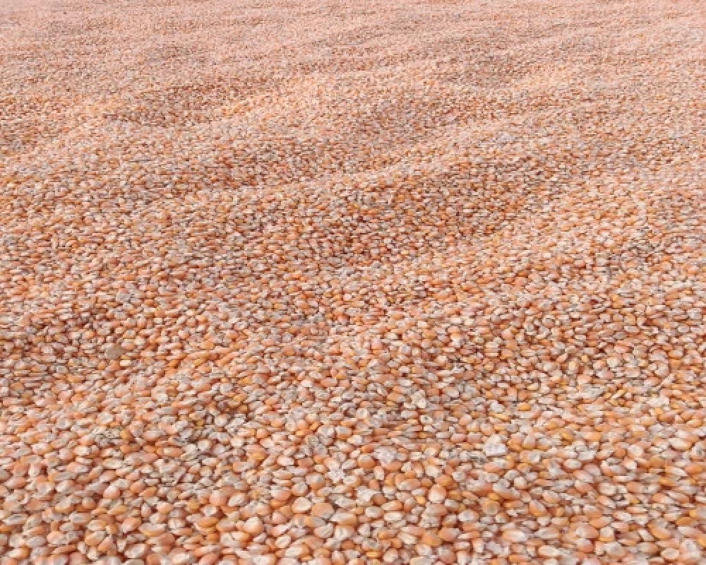 Yellow Maize from India